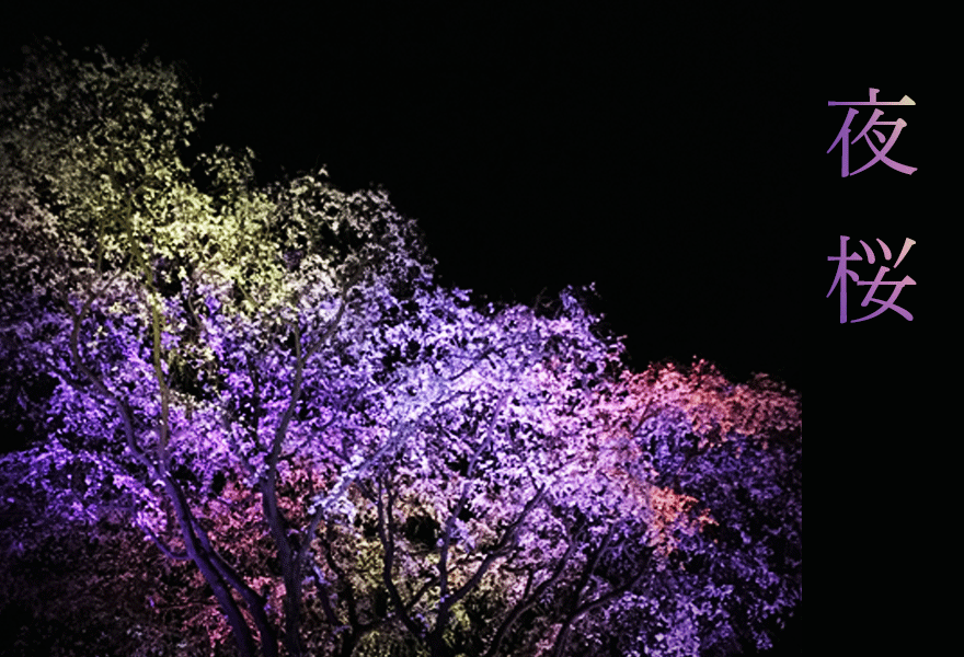 夜桜